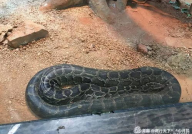 爬虫馆网红,探寻网络红人的崛起之路